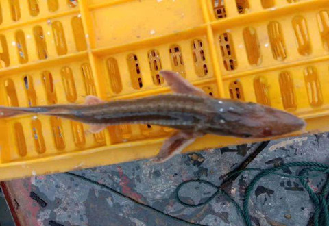 体长可达7.5米的白鲟？红水河渔民捕获“怪鱼”，通体雪白