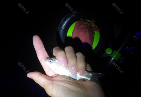 [春季放流]夜钓一鲫一鳊