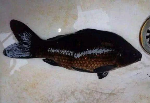 珠江现“非洲鲤鱼”，浑身乌黑似墨，又来一种入侵物种？