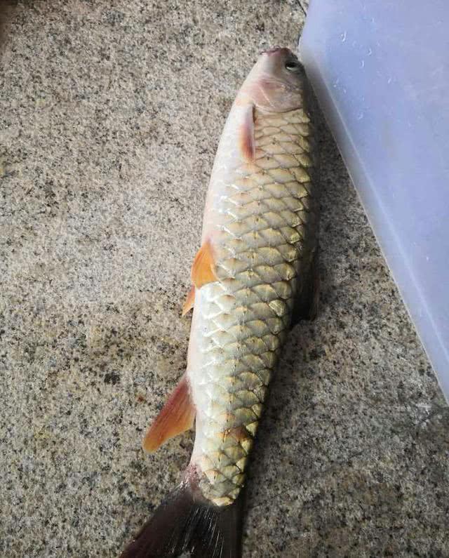 黑坑有风险，下杆需谨慎