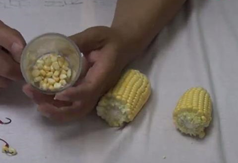 嫩玉米粒挂钩钓鱼 真正的窍门在这里 [视频]