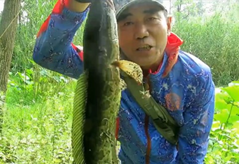 三耳鱼的黑鱼世界 2019夏季雷强之三 [视频]