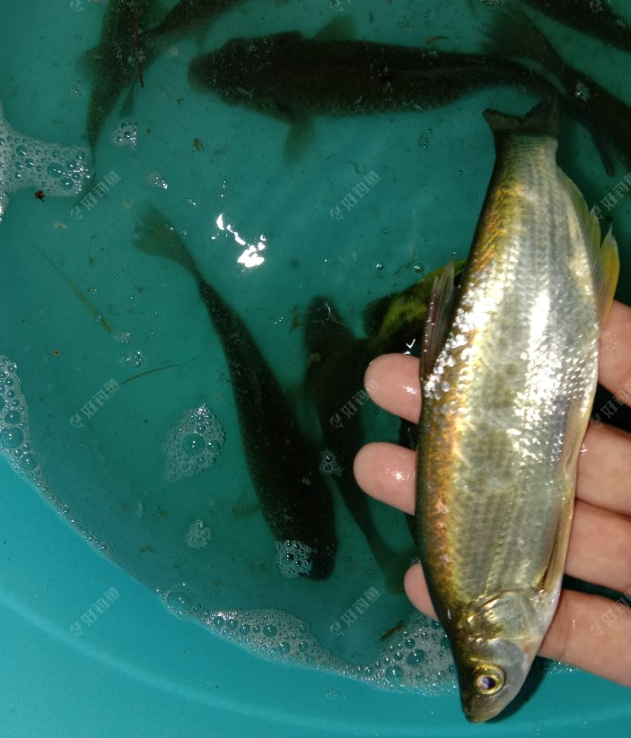 试钓江湖猎人果酸液，跑的总是大鱼