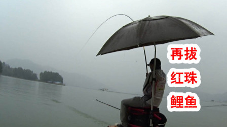 麦子钓鱼 太平湖之后最后一天带着遗憾收官 [视频]