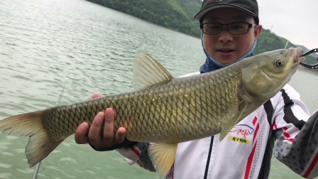 麦子钓鱼 守钓英雄水库 窗口期连拔草鱼 [视频]
