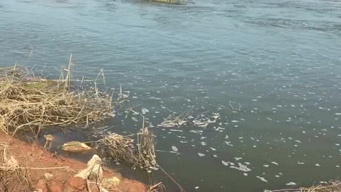 宝峰钓鱼 野河的急流如何选择钓位 [视频]