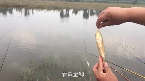 宝峰钓鱼 野钓鲫鱼是大钩细线好还是小钩粗线好 [视频]