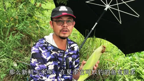 户外老曹 用什么样的玉米钓鱼效果好，你知道吗？ [视频]