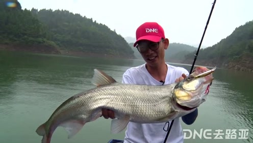 DNE去路亚 车车八神翘嘴两条亚米一条米级 [视频]