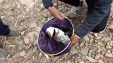 化绍新钓鱼技巧 化老师钓着鱼突然被鱼线声儿吸引 [视频]