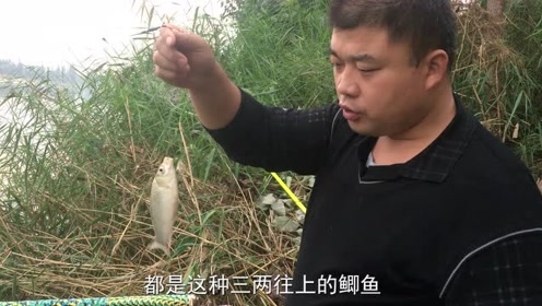 宝峰钓鱼 简单饵料钓鲫鱼，渔获满满连杆不断 [视频]