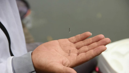 渔课堂 一会钓一条大鲤鱼是咋做到的？这2种调漂 [视频]