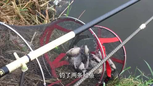 宝峰钓鱼 野河垂钓大板鲫，鱼情好连杆不断渔获满满 [视频]