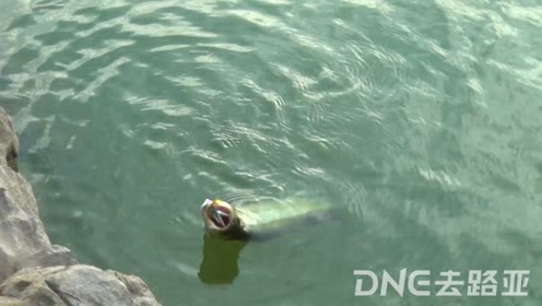 DNE去路亚 钓手车车晚窗口破军作钓翘嘴 [视频]