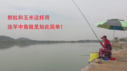 韬哥钓鱼 颗粒和玉米这样用 连竿中鱼就是如此简单！[视频]