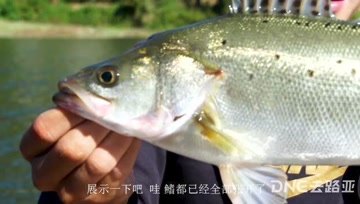DNE去路亚 路亚怎么钓网箱，桥墩等深水域 [视频]