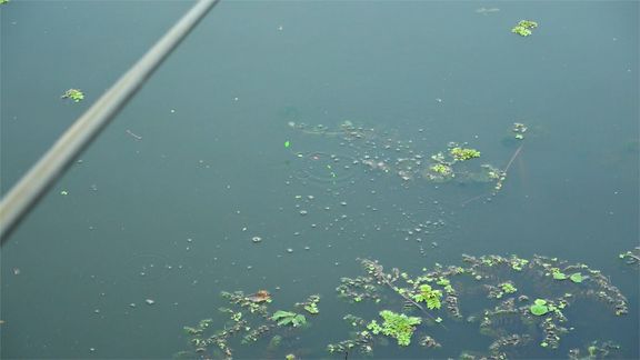 缘鱼 河道岔口处撒上一把酒米，30分钟后窝点鱼泡泡 [视频]