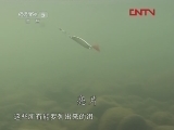 运动空间之游钓江西 下 鄱阳河钓25斤青鱼 [视频]