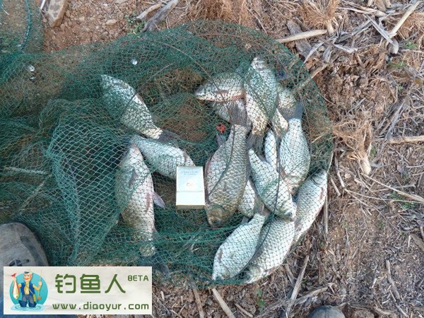 钓大鲫鱼