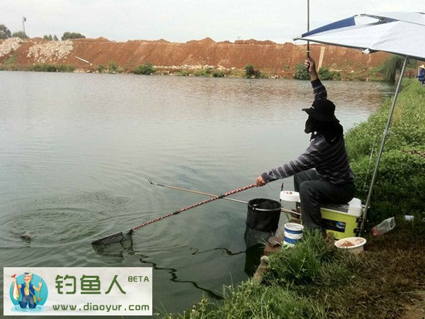 古城钓大鲫鱼