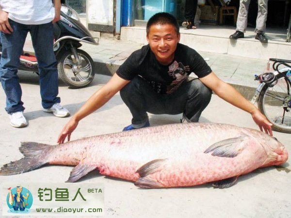 水库钓大青鱼