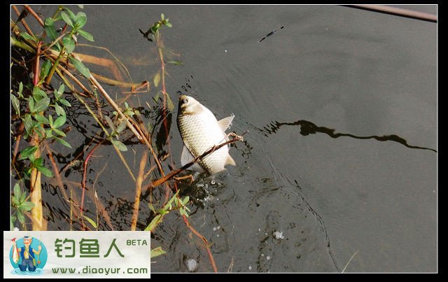 小麦钓鲫鱼