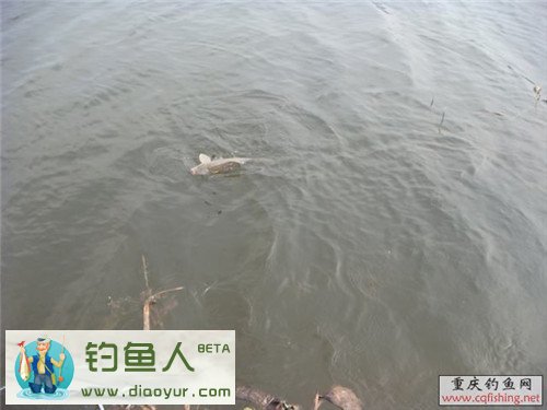爆炸钩上鲤鱼