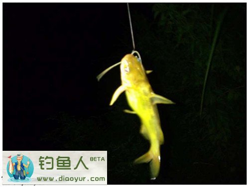 夜钓黄颡