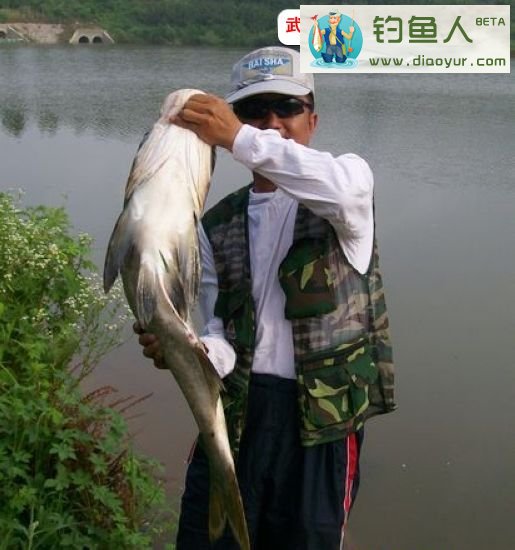 大鲢鱼