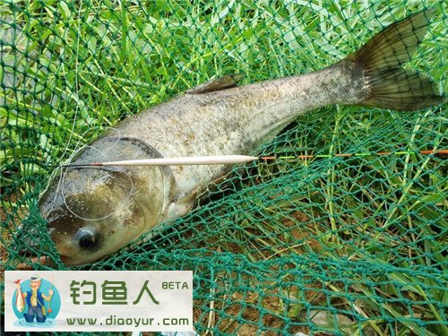 手竿钓鲢鳙