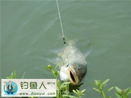 浮钓鲢鳙鱼