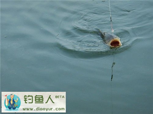 台钓鲢鳙