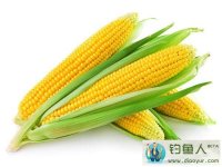 盛夏的佳饵:玉米使用方法详细介绍