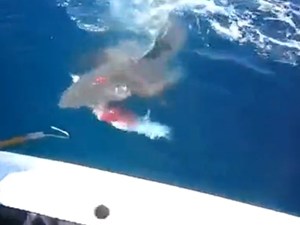 老外海上船钓遇鲨鱼抢食惊险一幕[视频]
