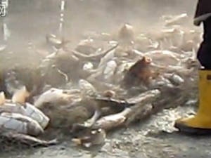 查干湖热闹非凡冬季不钓鱼玩起捕鱼了[视频]