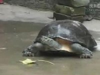 安徽宿州千年一遇的乌龟奇遇 [视频]