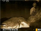 寰宇地理之捕鱼战士：欧鲶[视频]