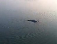黄梅手海两用鱼竿溜50斤大青鱼 [视频]