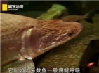 寰宇地理之捕鱼战士：巨骨蛇鱼 [视频]