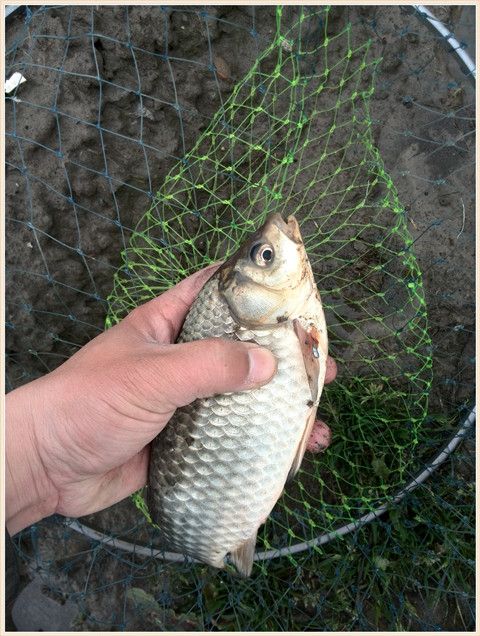 水边手一抖鲫妹已上钩鱼获大爆箱