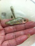 传统钓擒获大板鲫 只是一种巧合[不懂文学]