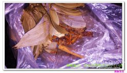 草本窝料制发详细过程介绍