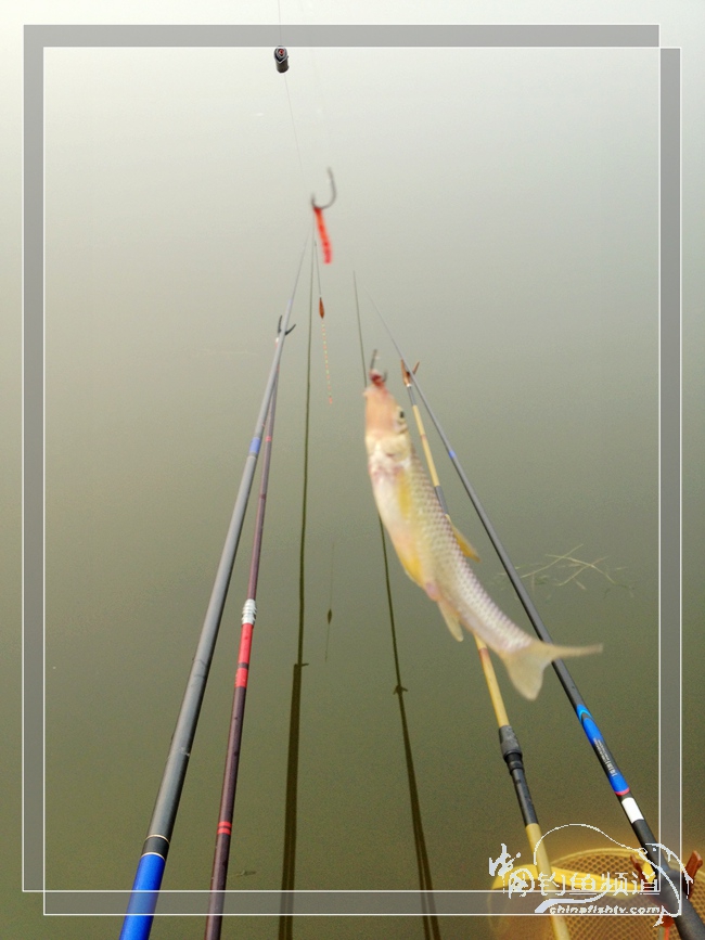 三月峡山水库的48小时钓鲫之行[钓鱼晒黑]