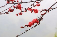 春季传统钓鲤鱼之经验分享[鱼无声处]