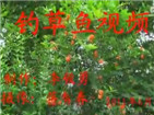 海竿玉米粒水库野钓大草鱼[视频]