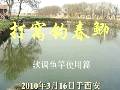 春季打窝钓鲫鱼 钓鱼打窝器视频