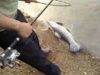 实拍老伯海竿擒获17斤大青鱼过程 [视频]