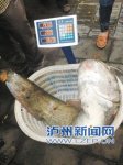 钓友路亚起38斤大鲶鱼,长1.3米(图文)
