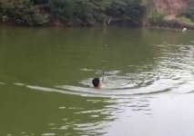 大鲢鳙把鱼竿拖走-钓手跳进水库抓起巨鱼 [视频]