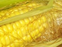 天然季节性鱼饵嫩苞谷(玉米)介绍
